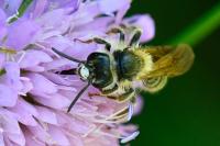 Andrena hattorfiana