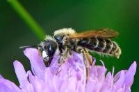 Andrena hattorfiana