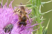 Halictus scabiosae