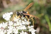 Polistes dominula