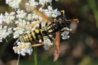Polistes dominula
