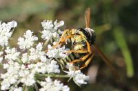 Polistes dominula