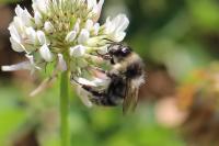 Bombus sylvarum