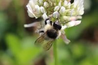 Bombus sylvarum
