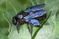 Xylocopa