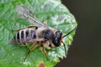 Andrena denticulata
