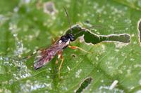 Diplazon laetatorius