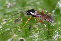 Diplazon laetatorius