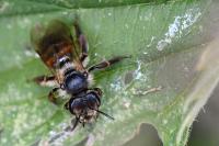 Andrena florea