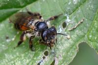 Andrena florea