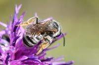 Tetralonia alticincta