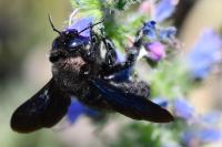 Xylocopa valga