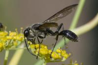 Isodonte mexicaine