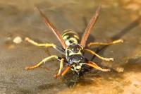 Polistes dominula