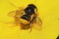 Megachile centuncularis