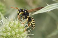 Polistes dominula