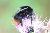 Bombus lapidarius