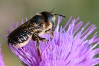 Lithurgus cornutus