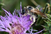 Halictus scabiosae