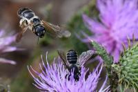 Halictus scabiosae