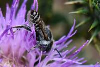 Megachile argentata