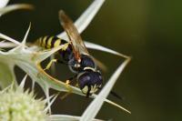 Philanthus triangulum