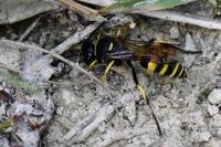 Gorytes laticinctus