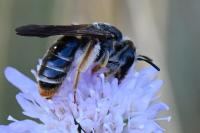 Andrena hattorfiana