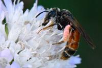 Andrena hattorfiana