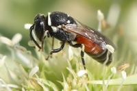 Hylaeus variegatus