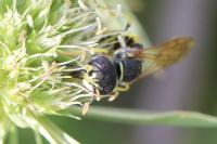 Philanthus triangulum