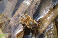 Apis mellifera