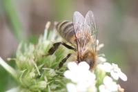 Apis mellifera