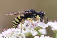 Lestica clypeata