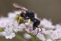 Lestica clypeata