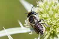 Megachile argentata