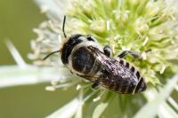 Megachile argentata