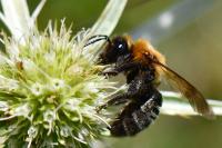 Andrena thoracica