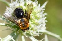Andrena thoracica