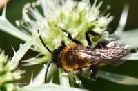 Andrena thoracica