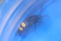 Scolia hirta