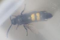 Scolia hirta