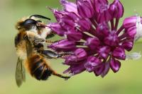Megachile maritima