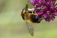 Megachile maritima