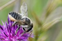 Lithurgus cornutus