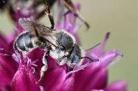 Osmia spinulosa