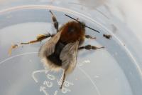 Bombus hypnorum
