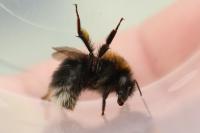 Bombus hypnorum