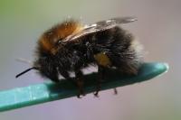 Bombus hypnorum