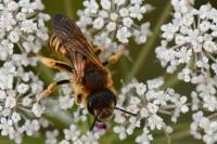 Halictus scabiosae